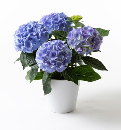 Blå hortensia i hvit potte
